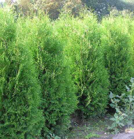 Thuja occ. Brabant